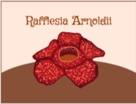 Exploring the Rafflesia: The World's Largest Flower